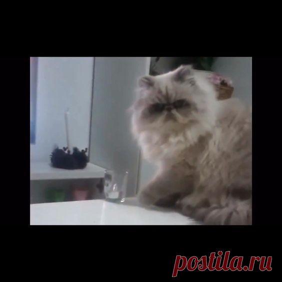 (781) Pinterest