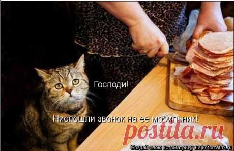 Котоматрица: Лучшие за всё время