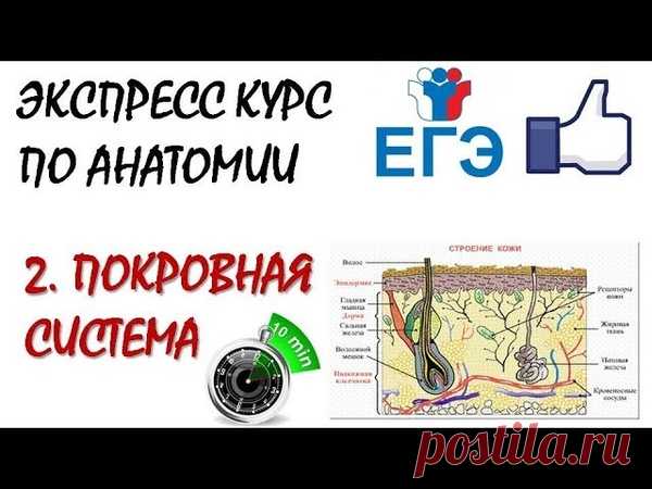 СТРОЕНИЕ КОЖИ ЗА 10 МИНУТ ( ВИДЕО - ТЕОРИЯ)
https://youtu.be/JgSahDkJM1o

 ПОЛЕЗНЫЕ ССЫЛКИ ПО ТЕМЕ
 Покровная система (картинки): https://vk.com/wall481952692_1849
Показать полностью...