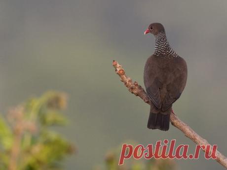 Сем. Голубиные (Columbidae)
Чешуйчатый голубь (Columba speciosa)