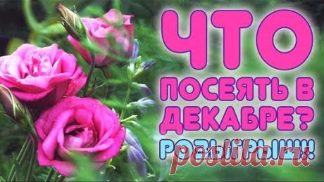 СРОЧНО ПОСЕЙТЕ ЭТОТ ЦВЕТОК УЖЕ В ДЕКАБРЕ!