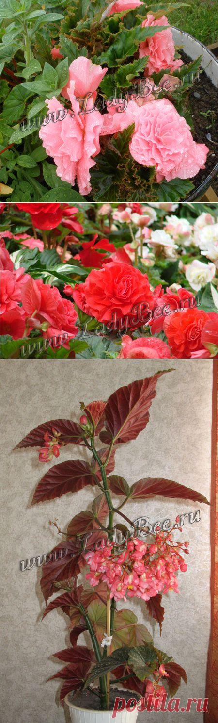 Бегония (Begonia) - комнатные растения и цветы для сада: выращивание, местоположение, температура, полив, пересаживание, размножение, болезни и вредители