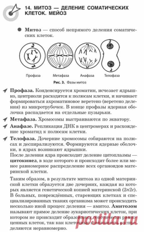 МИТОЗ. МЕЙОЗ. ГАМЕТОГЕНЕЗ
