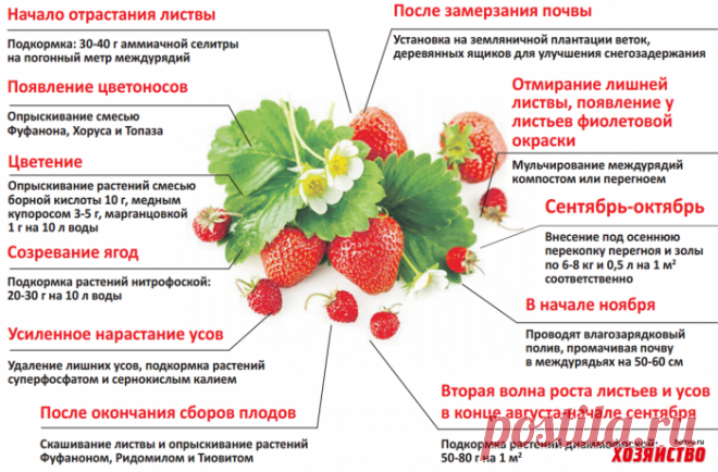 Как ухаживать за земляникой на всех этапах роста