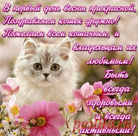 В каждом доме нужен кот,
Или кошка озорная,
Чтоб отвлечься от забот,
Час питомцу посвящая!