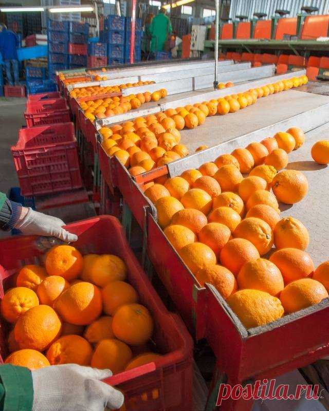 Как выбрать сладкие апельсины в магазине — Психология