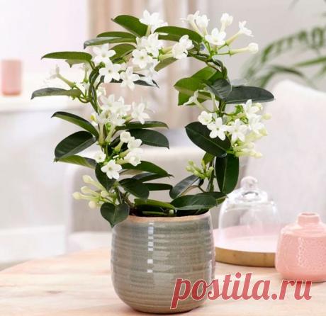 Стефанотис
Красивоцветущая вечнозеленая лиана стефанотис (Stephanotis) является представителем семейства Ластовневые. Данный многолетник впервые был обнаружен на острове Мадагаскар. На сегодняшний день в природных условиях его можно повстречать на территории Малайзии и Китая, а точнее, в их тропических лесах.