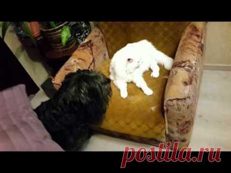 Кошакен тролит собакен