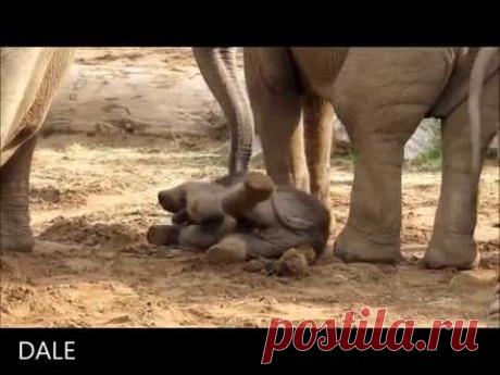 CUTENESS ALERT!! New born baby Elephant.