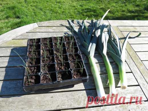Лук-порей для начинающих. Описание, выращивание, полезные свойства. Фото - Ботаничка.ru