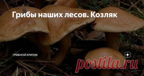 Грибы наших лесов. Козляк Решёточник, ситовик, коровий гриб,  болотовик, ситуха... в разной местности по разному называют эти грибы, которые по внешнему виду представляют собой нечто среднее между маслёнком и моховиком.
Во влажных хвойных лесах, на полянах, в оврагах, у дорог, по краям заболоченных мест, поросших мхом и лишайником, на ягодных плантациях черники, растут грибы, которые вызывают много споров у любителей