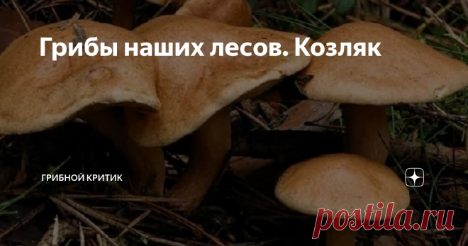 Грибы наших лесов. Козляк Решёточник, ситовик, коровий гриб,  болотовик, ситуха... в разной местности по разному называют эти грибы, которые по внешнему виду представляют собой нечто среднее между маслёнком и моховиком.
Во влажных хвойных лесах, на полянах, в оврагах, у дорог, по краям заболоченных мест, поросших мхом и лишайником, на ягодных плантациях черники, растут грибы, которые вызывают много споров у любителей