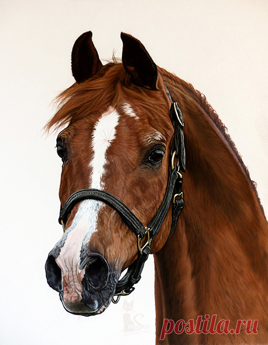 Рисунки и портреты лошадей Кати Зауэр