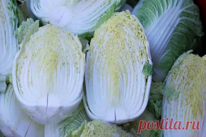 Как вырастить пекинскую капусту до заморозков: сроки посадки и 2 секрета плотного кочана. Огородники мечтают собрать урожай нежной пекинской капусты до первых холодов. Успех зависит от двух ключевых факторов: точного выбора времени посева и знания особых агротехнических приемов.