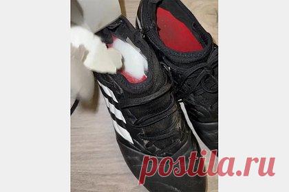 Блогерша раскрыла простой способ избавить обувь от запаха сырости. Блогерша Кэй Мари с никнеймом @kayemarie53 из графства Уэст-Йоркшир, Англия, раскрыла простой метод избавить обувь от запаха сырости. Инфлюэсерша нашла способ справиться с проблемой, используя для этого пищевую соду. Так, она продемонстрировала, как засыпает данный продукт в ботинок, распределяя по всей длине стельки.