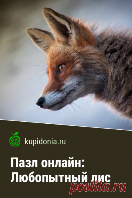 Пазл онлайн: Любопытный лис. Красивый пазл онлайн с любопытным лисом из серии «Дикие животные». Собирай пазлы на сайте!