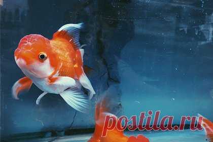 Выявлена способность рыб к эмпатии. Исследования выявило способность рыб данио-рерио к сочувствию и утешению сородичей. Об этом говорится в статье, опубликованной в журнале Science. Биологи выяснили, что рыбы могут испытывать страх, если находящиеся рядом с ними особи напуганы. Уточняется, что для проявления эмпатии им необходим окситоцин.