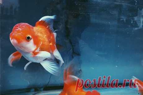 Выявлена способность рыб к эмпатии. Исследования выявило способность рыб данио-рерио к сочувствию и утешению сородичей. Об этом говорится в статье, опубликованной в журнале Science. Биологи выяснили, что рыбы могут испытывать страх, если находящиеся рядом с ними особи напуганы. Уточняется, что для проявления эмпатии им необходим окситоцин.