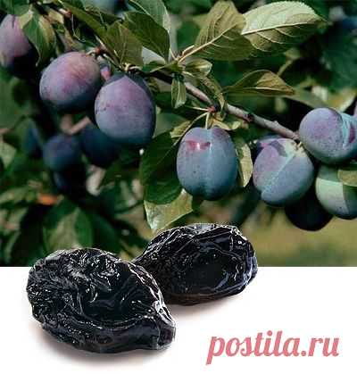 Чернослив – лучшее средство от переломов.