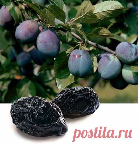 Чернослив – лучшее средство от переломов.