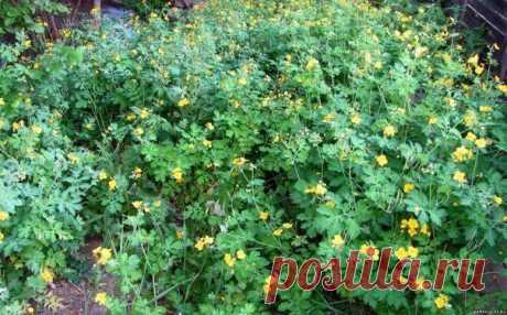 Рецепт настоя от тли: