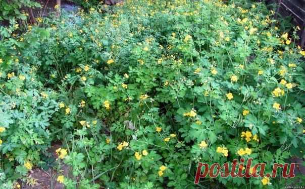 Рецепт настоя от тли: