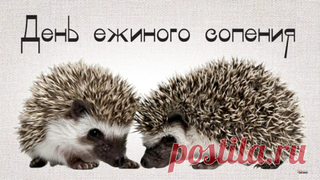 Это день ежиного сопения! Желаю уютного дня, побольше "фыр-фыр" и никакого "топ-топ"! Открытки на День ежиного сопения!