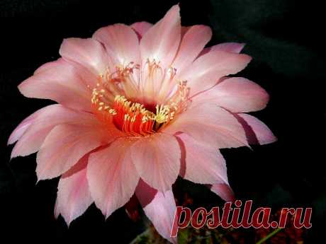 Echinopsis del pasado verano Este invierno las plantas de echinopsis  guardan un merecido descanso.  A pesar de las hormigas y caracoles  nos han deleitado con sus floraciones . Comenzaré en primavera  con  las infusiones de cáscara de plátano, que le aportan el potasio, tan necesario para su efímera vida floral.