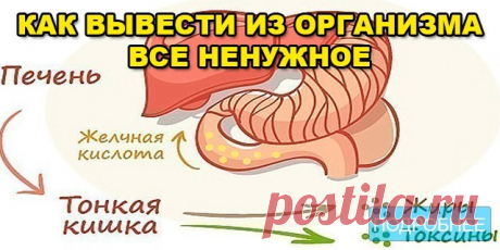 КАК ВЫВЕСТИ ИЗ ОРГАНИЗМА ВСЕ НЕНУЖНОЕ - ПОЛЕЗНЫЕ СОВЕТЫ
