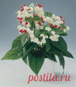 Формирование кроны клеродендрума