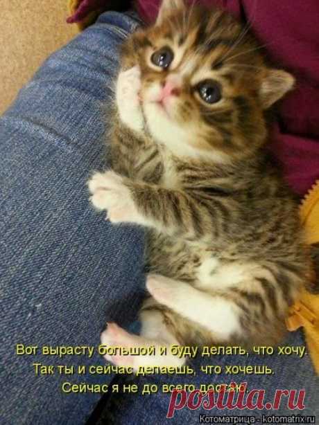 Забавные и смешные котоматрицы | Сайт Союза Юмористов