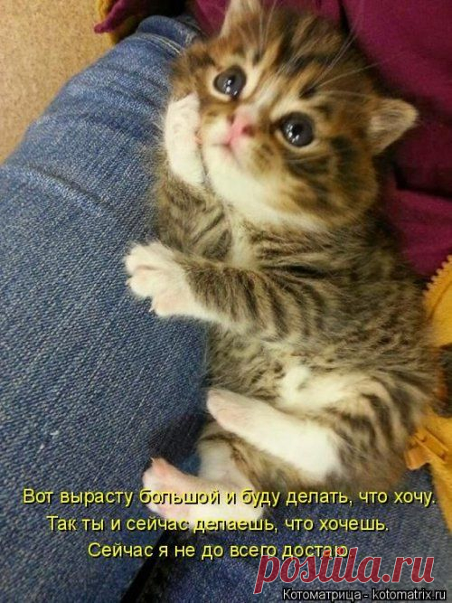 Забавные и смешные котоматрицы | Сайт Союза Юмористов