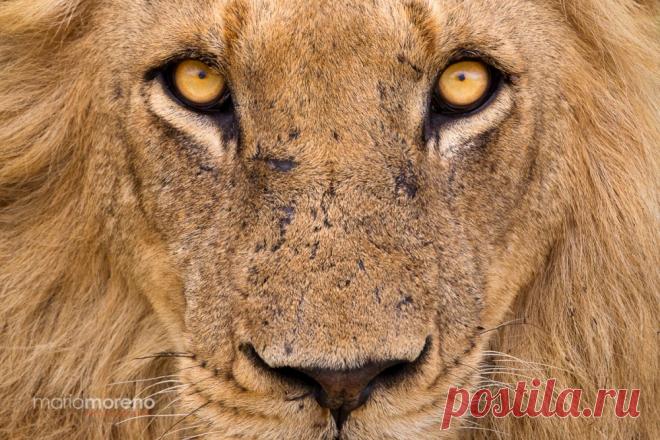 20 фотографий, на которых природа смотрит на тебя