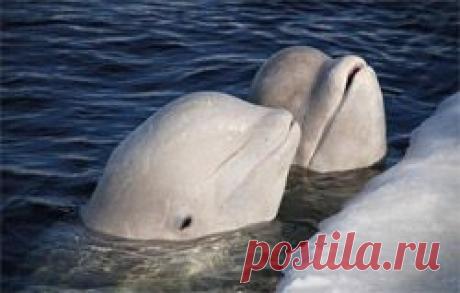 Слух и голос дельфинов - Дельфин и природа - Все о дельфинах