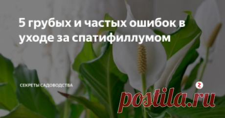 5 грубых и частых ошибок в уходе за спатифиллумом Если вы хотите вырастить красиво и благоухающее "Женское счастье", не допускайте их в уходе за комнатным цветком.