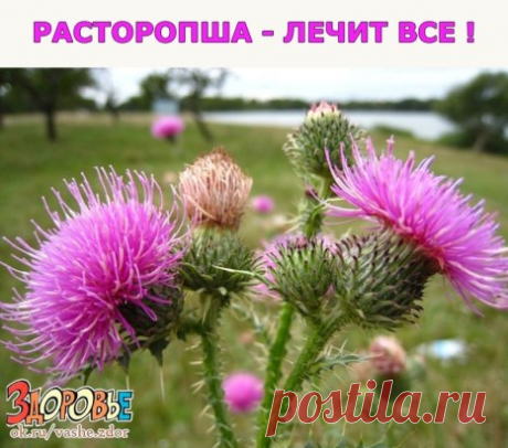 (11) Одноклассники расторопша