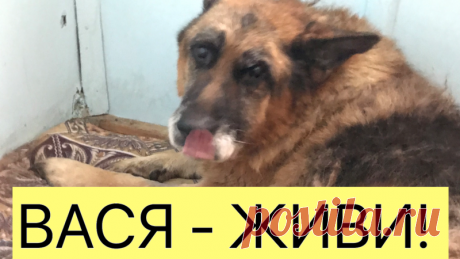 Обновление к петиции · История старого овчара Василия… · Change.org