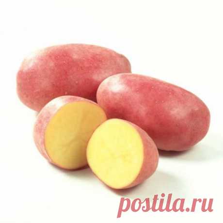 Самый вкусный картофель сорт