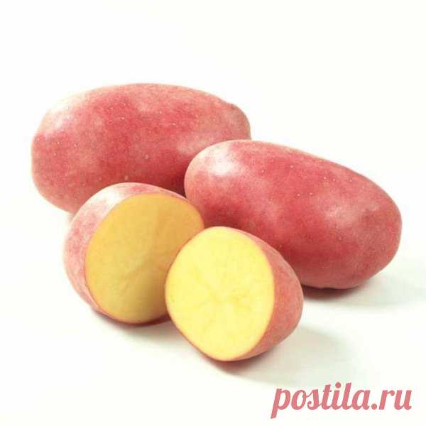 Самый вкусный картофель сорт
