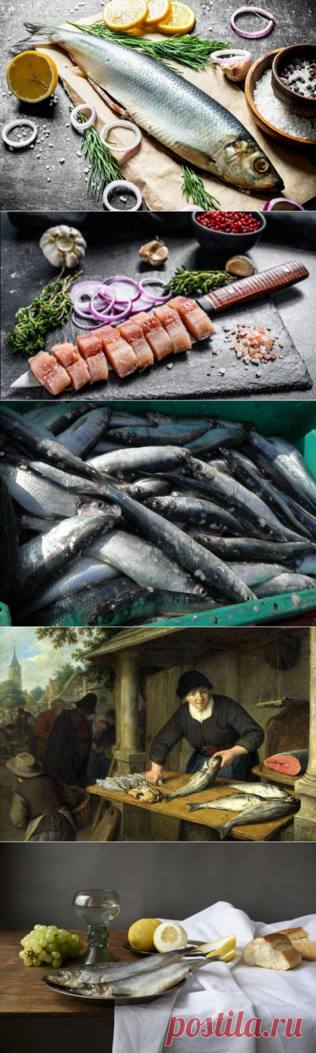 🐟 Гений голландского рыбака (или история селёдки)