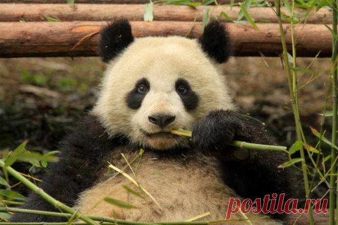 30 лучших снимков National Geographic за год / Всё самое лучшее из интернета