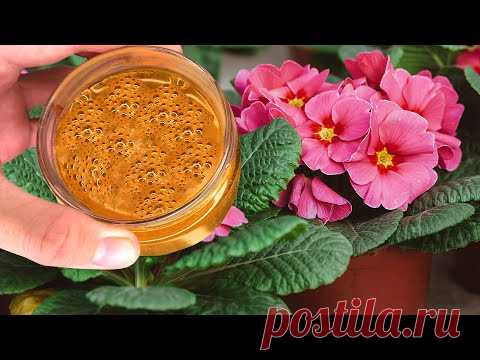 Цветы Сходят С Ума От Этой Подкормки! Пышное Цветение И Здоровый Вид Домашних Растений! #SHORTS