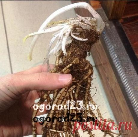 Мак восточный многолетний - посадка и уход