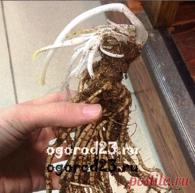 Мак восточный многолетний - посадка и уход