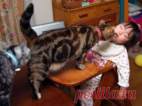 Кот (Котофул комьюнити): Доедают - nadegdacherepaschuk@gmail.com - Gmail
