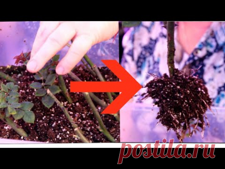Я ОБАЛДЕЛА! 100% РЕЗУЛЬТАТ!  ЛУЧШИЙ способ УКОРЕНЕНИЯ черенков РОЗЫ.