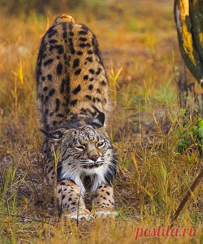 16 великолепных диких котов, о которых вы почти наверняка не слышали