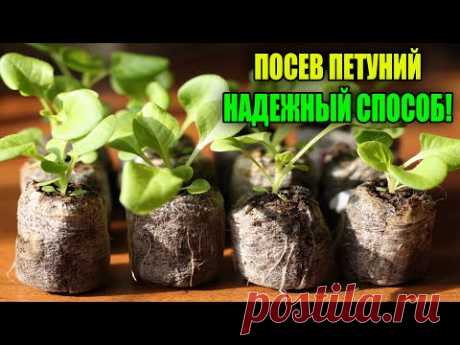 ПОСЕВ ПЕТУНИИ ПОПУЛЯРНЫМ СПОСОБОМ В ТАБЛЕТКИ!