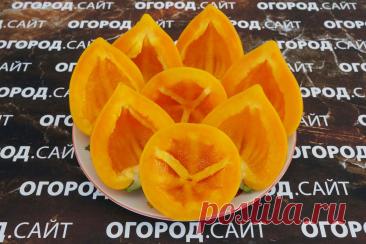 Перец сладкий Леся оранжевая семена купить | ОГОРОД.сайт