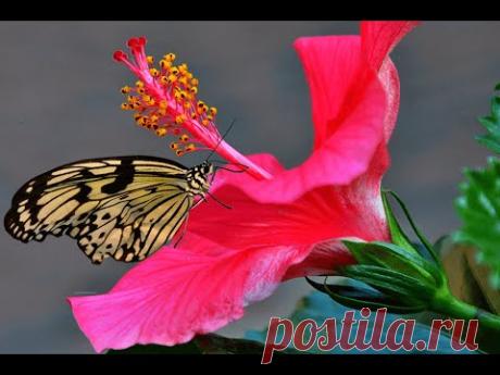 Гибискусы китайские. Обрезка. Штамбовая форма (Hibiscus)